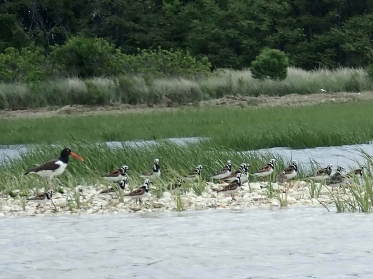 Ruddy Turnstone - Louis DeMarco