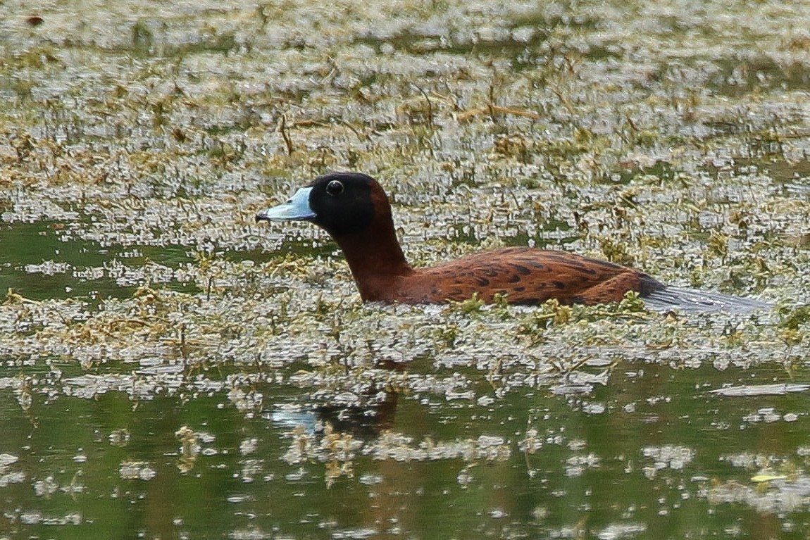 Masked Duck - ML455690131