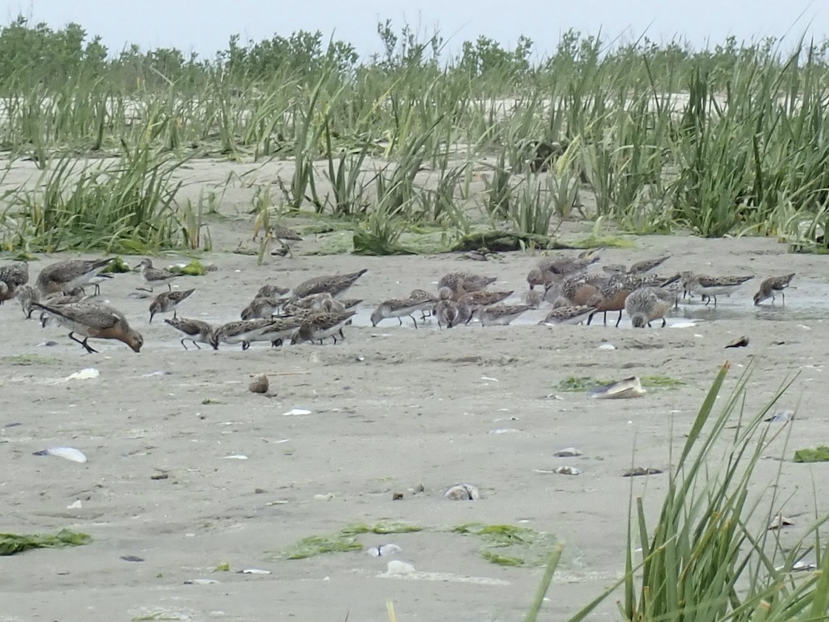 Red Knot - Louis DeMarco