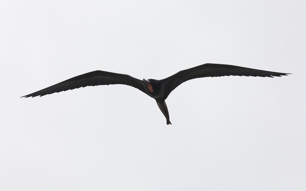 Magnificent Frigatebird - PATRICK BEN SOUSSAN