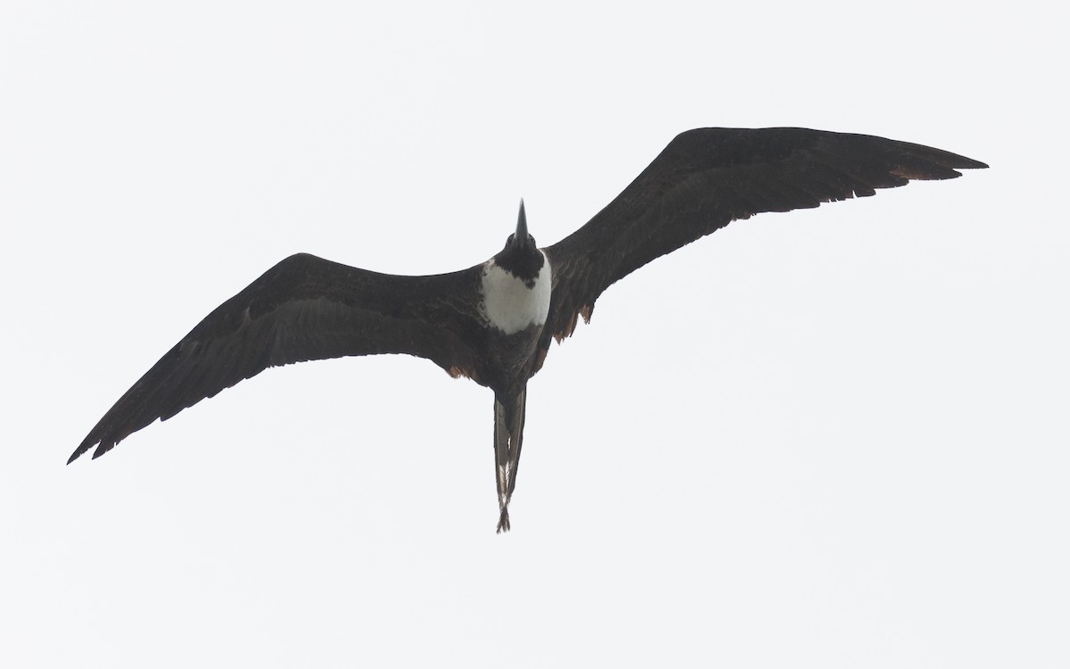 Magnificent Frigatebird - ML455690461