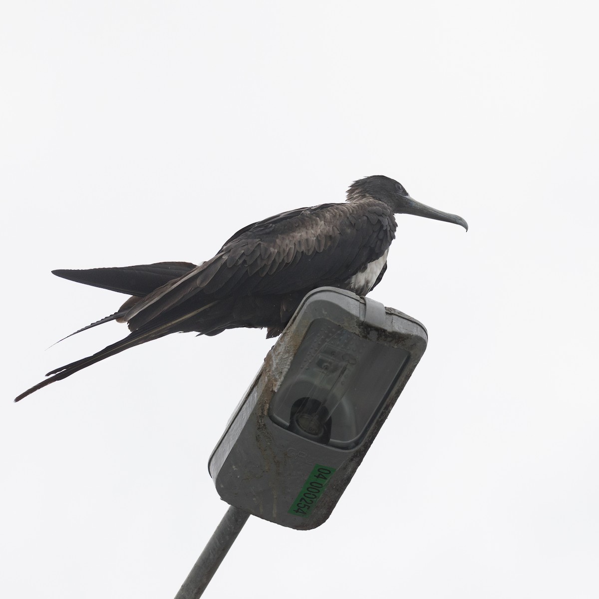 Magnificent Frigatebird - ML455690491