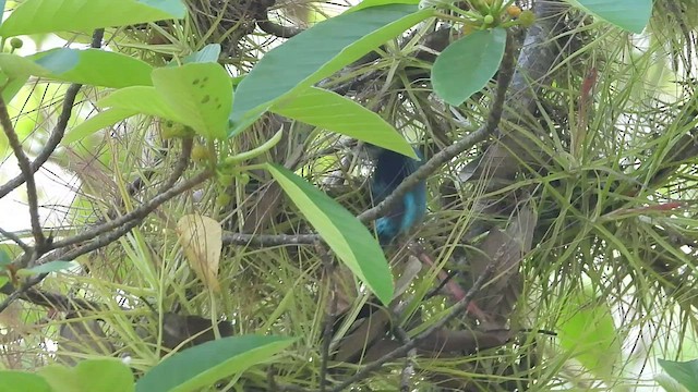 Golden-hooded Tanager - ML455690501