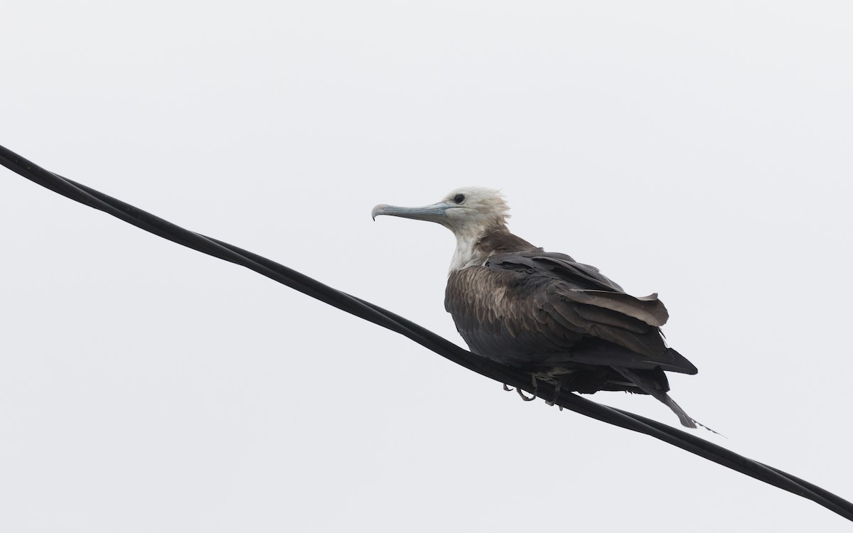 Magnificent Frigatebird - ML455690571