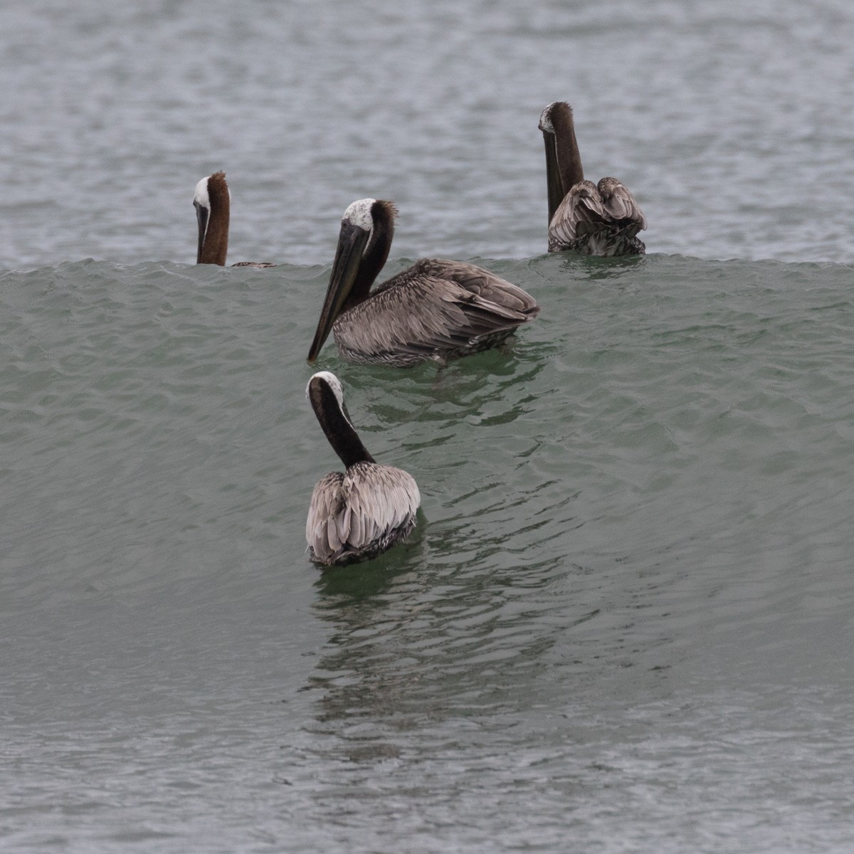 Brown Pelican - ML455690631