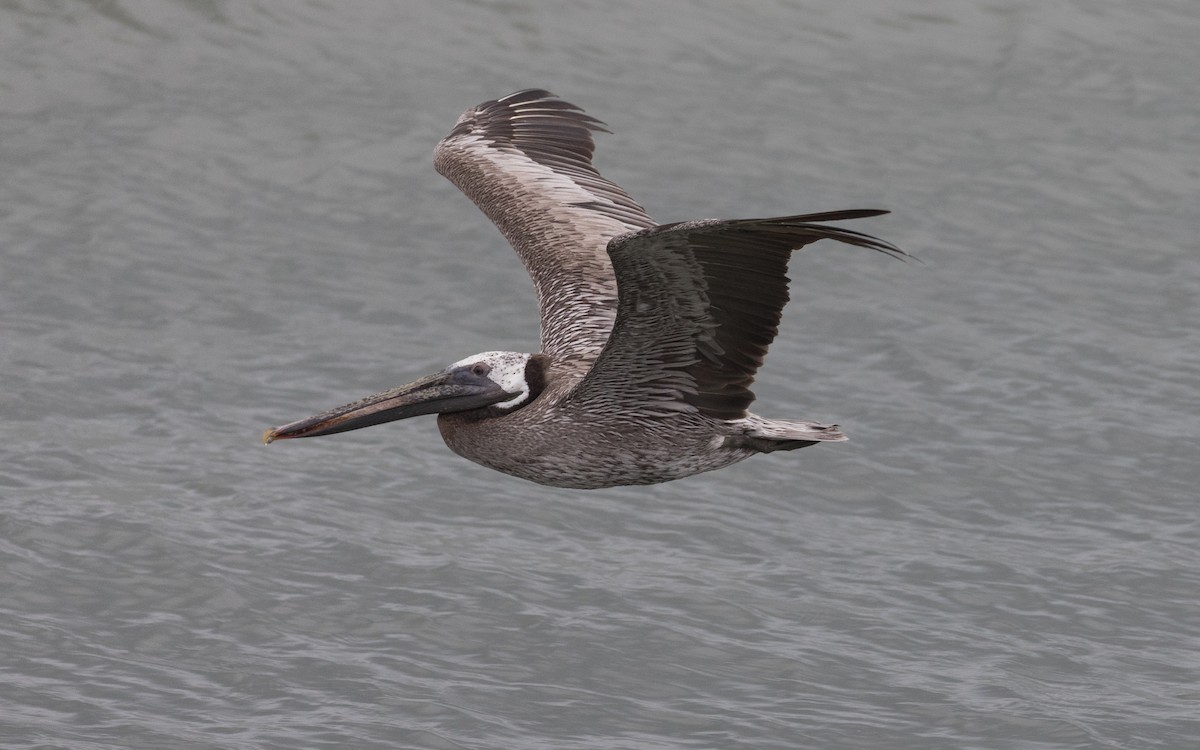 Brown Pelican - PATRICK BEN SOUSSAN