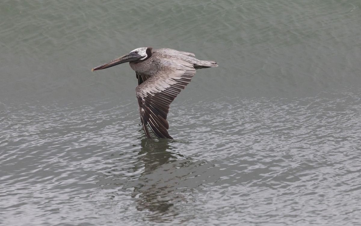 Brown Pelican - PATRICK BEN SOUSSAN