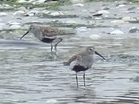 Dunlin - Louis DeMarco