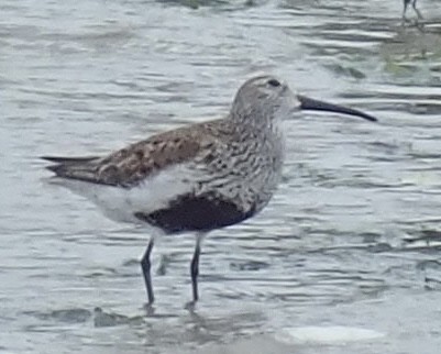 Dunlin - ML455690821