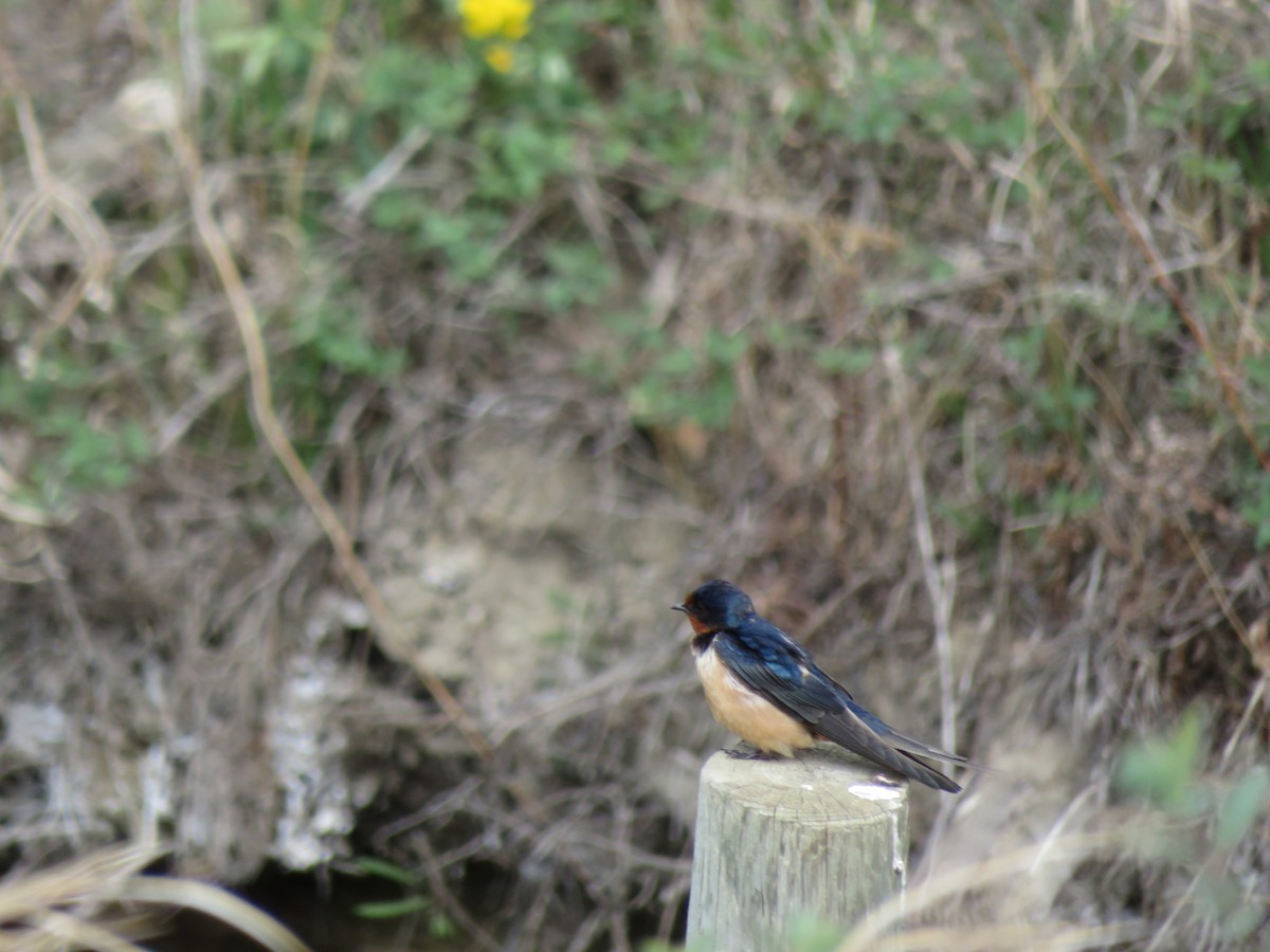 Golondrina Común - ML455690891