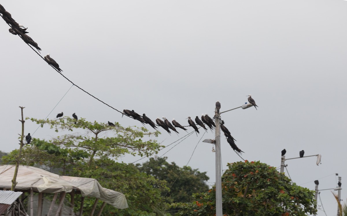 Magnificent Frigatebird - PATRICK BEN SOUSSAN