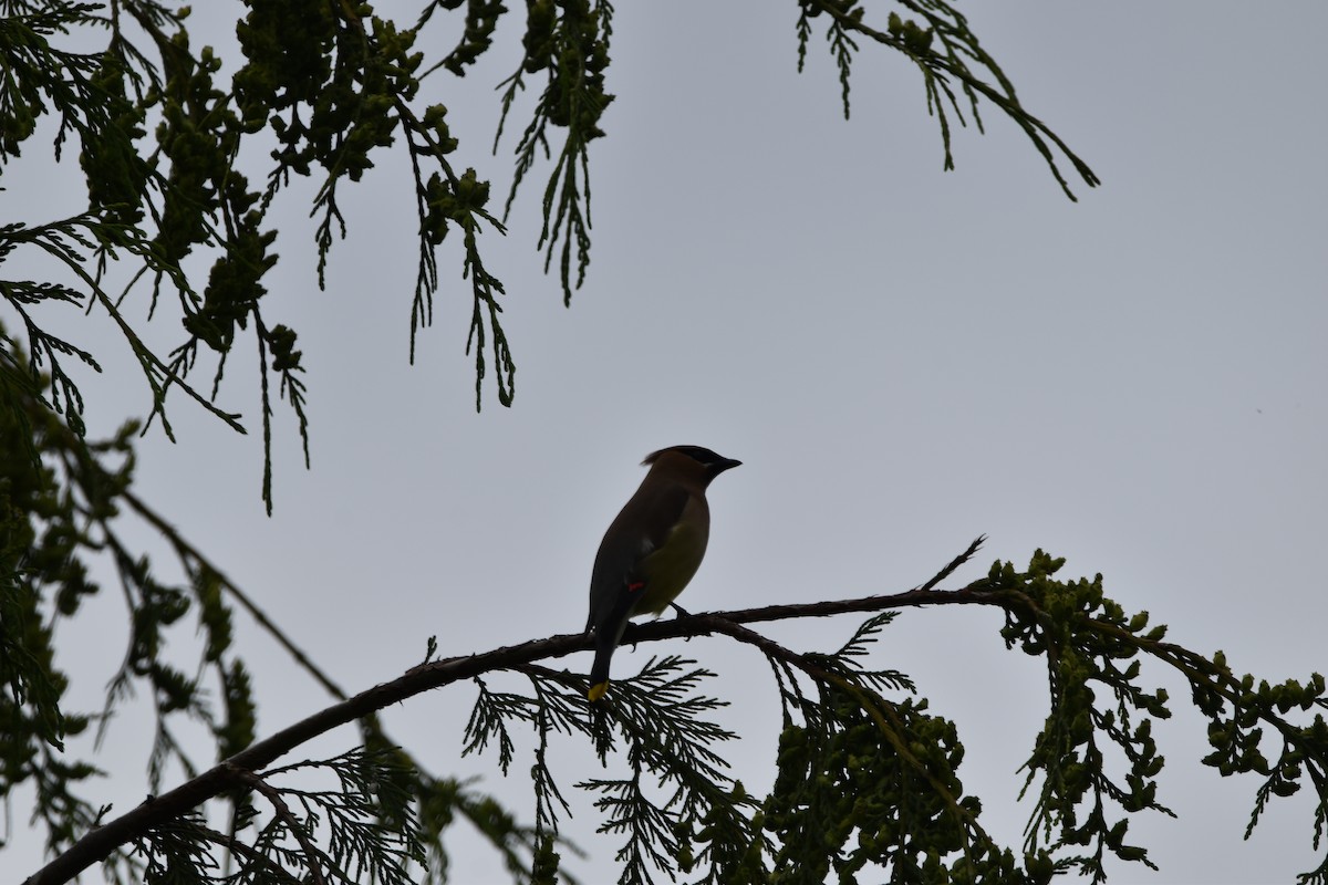 Cedar Waxwing - ML455693811