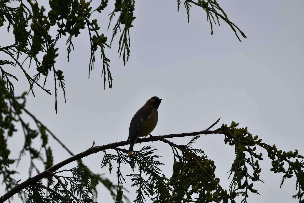 Cedar Waxwing - ML455693871