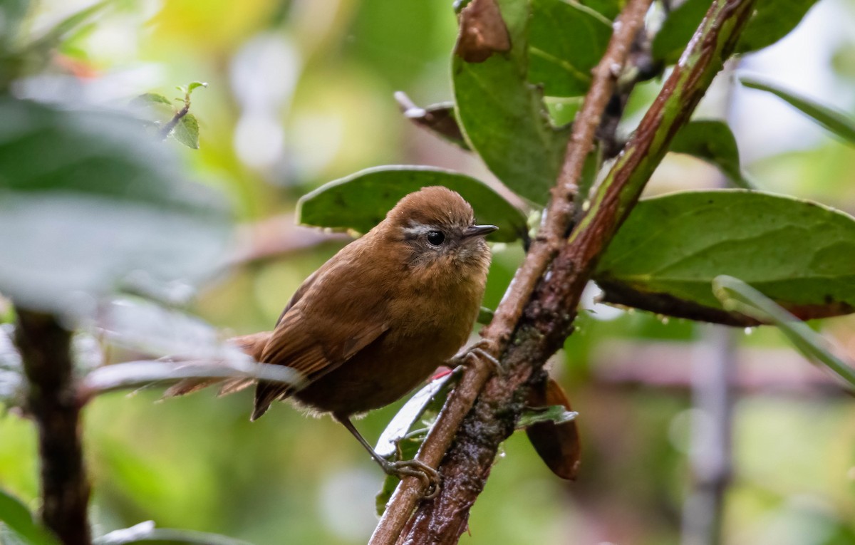 White-browed Spinetail (gularis) - Brad Murphy