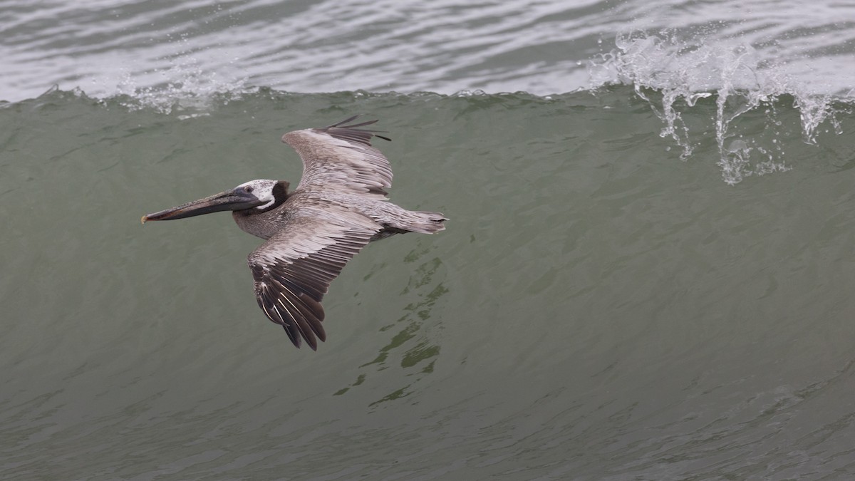 Brown Pelican - ML455695561