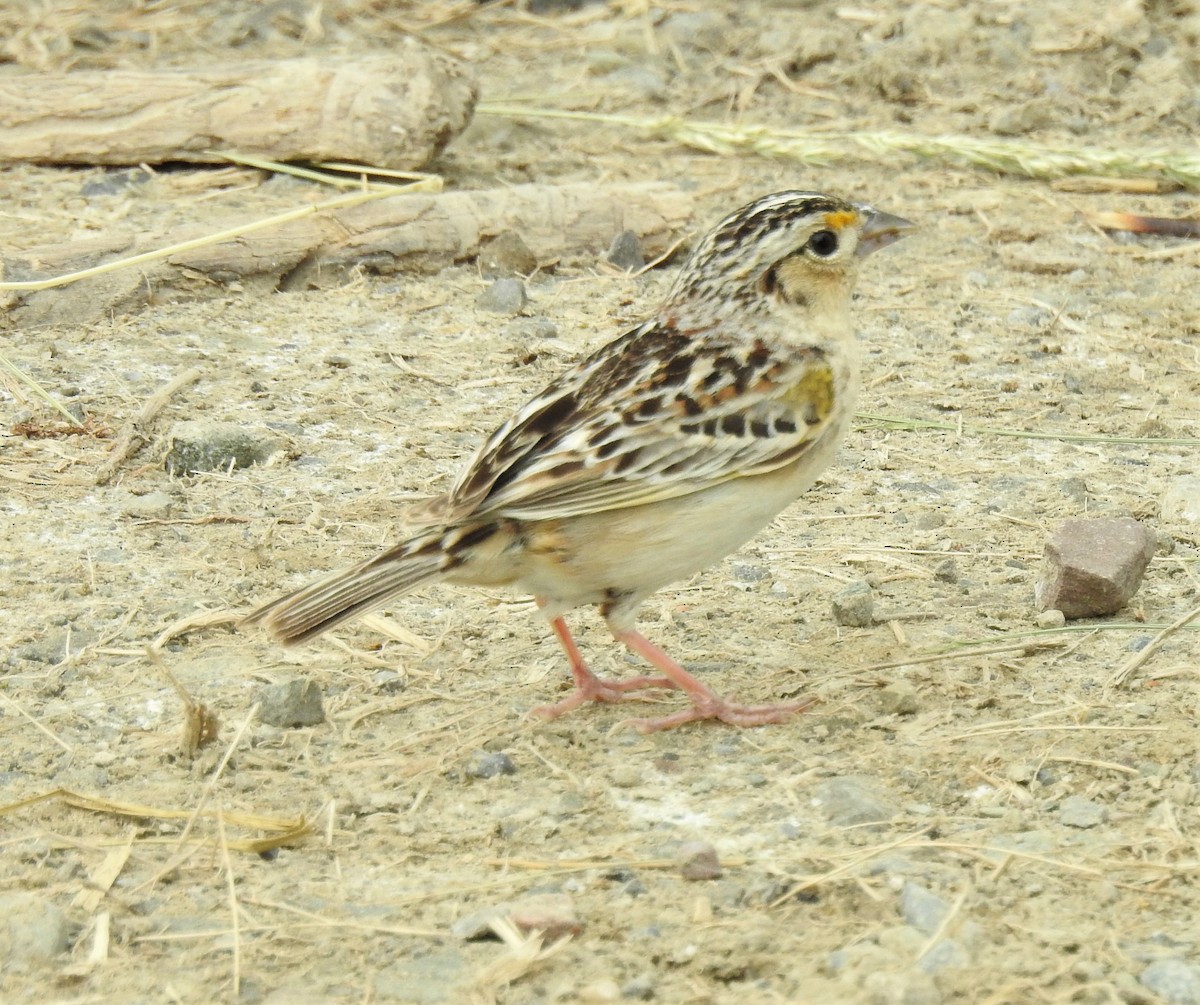 Grasshopper Sparrow - ML455696171