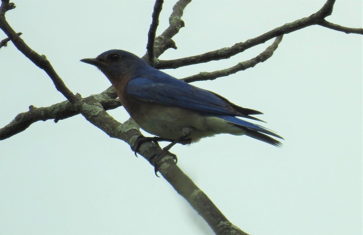 Eastern Bluebird - ML455696431