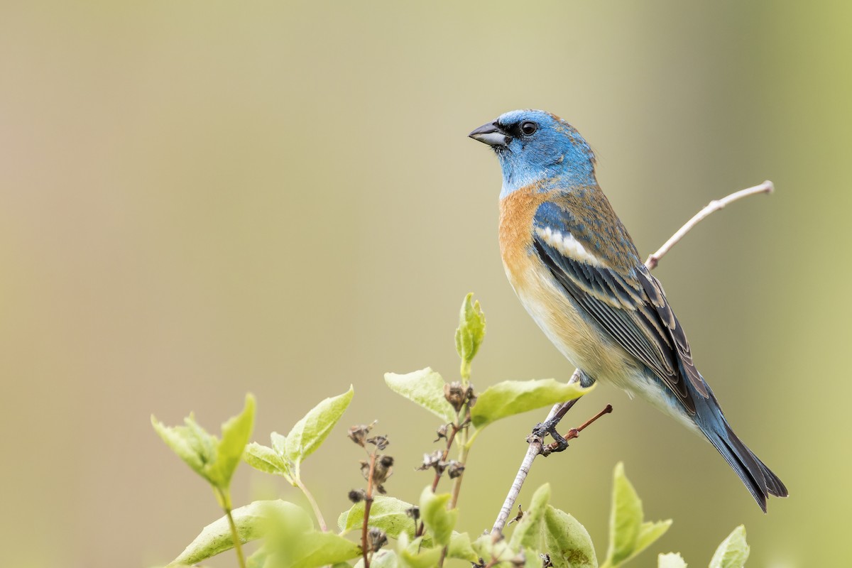 Lazuli Bunting - ML455697971