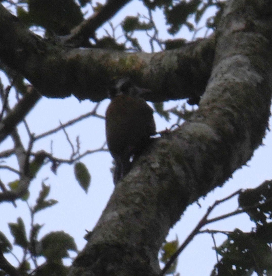 Golden-crowned Woodpecker - ML455699711