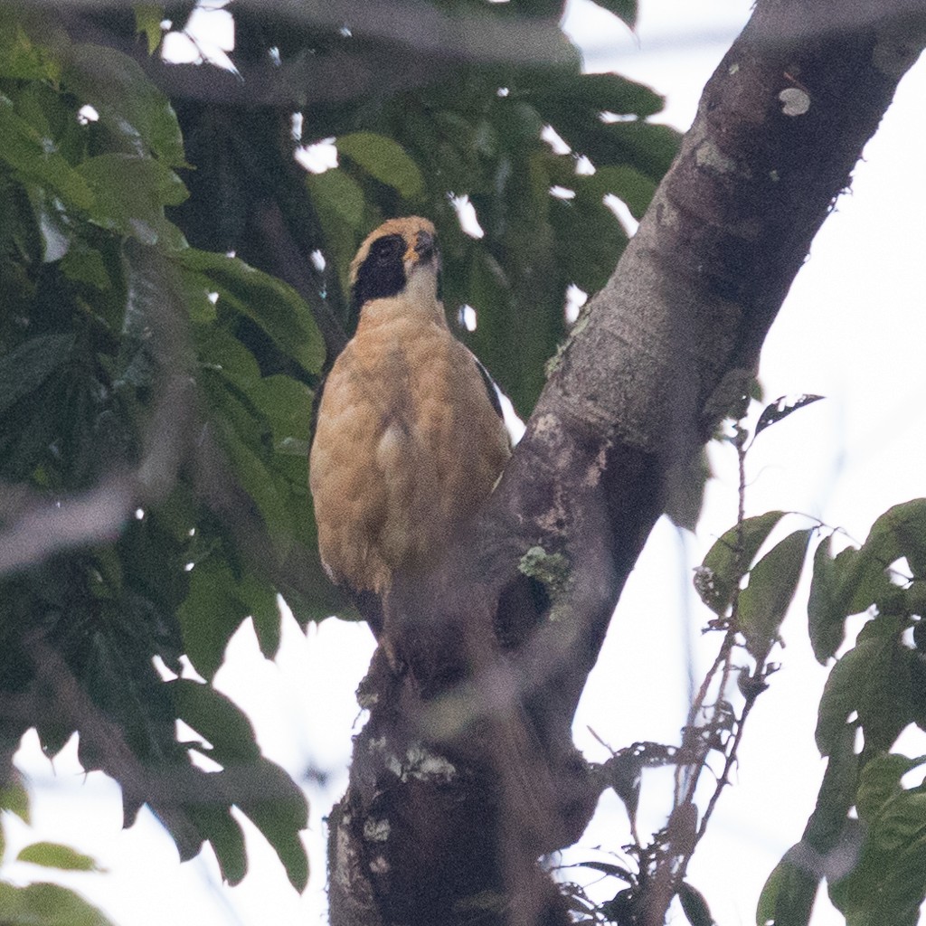 Laughing Falcon - PATRICK BEN SOUSSAN