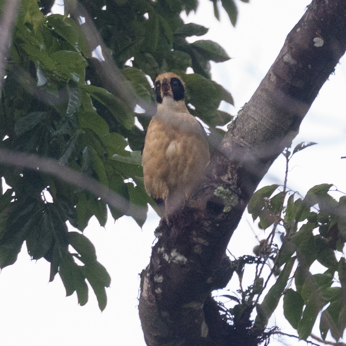 Laughing Falcon - ML455700971