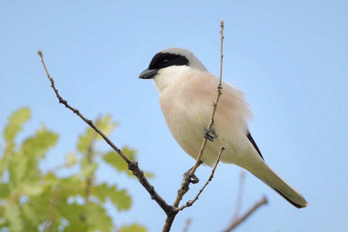 Lesser Gray Shrike - ML455701091