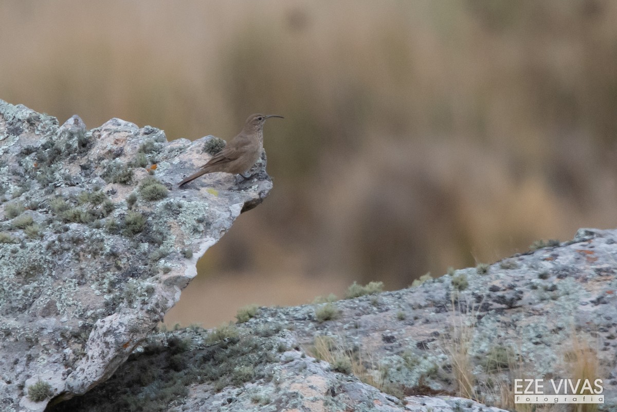 Scale-throated Earthcreeper - ML455701291