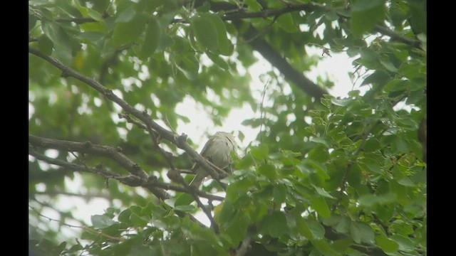 Northern Beardless-Tyrannulet - ML455703051