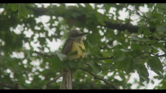 Tropical Kingbird - ML455703101