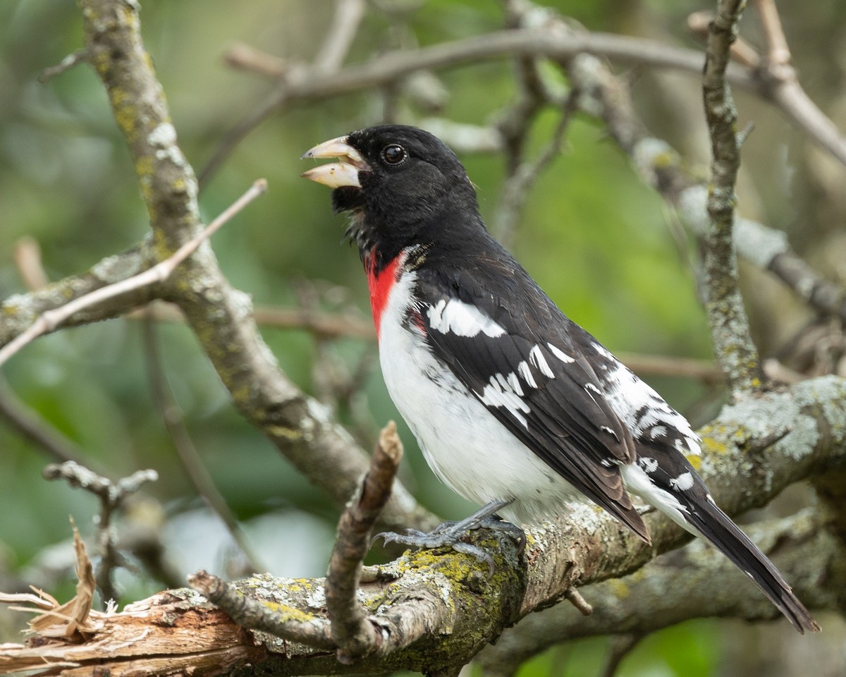 Rose-breasted Grosbeak - ML455703301