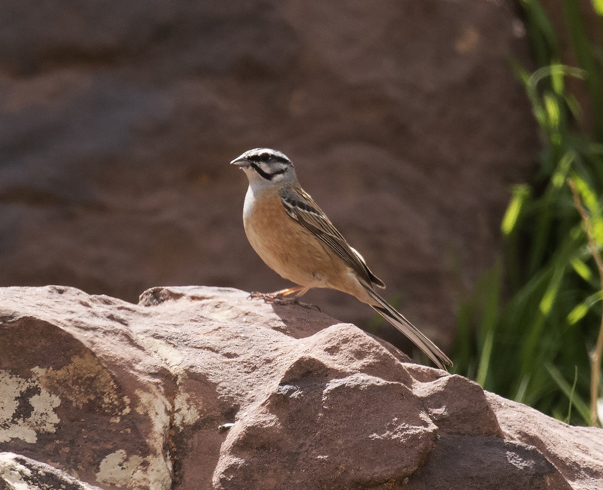 Rock Bunting - Gary Rosenberg