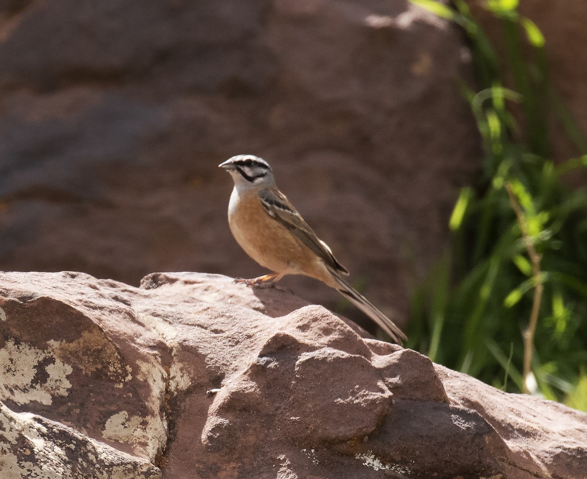 Rock Bunting - Gary Rosenberg