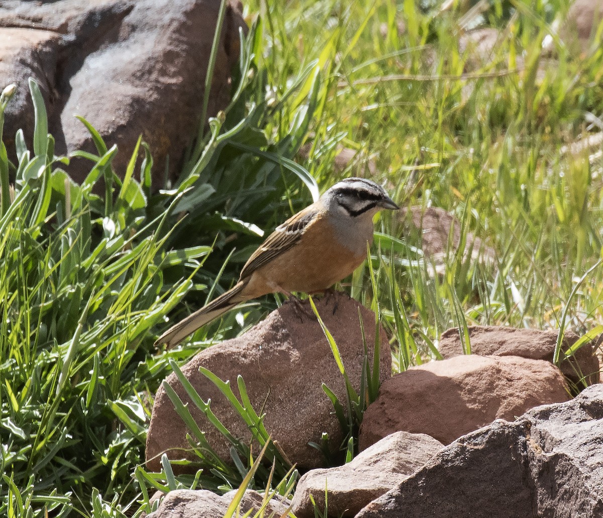 Rock Bunting - Gary Rosenberg