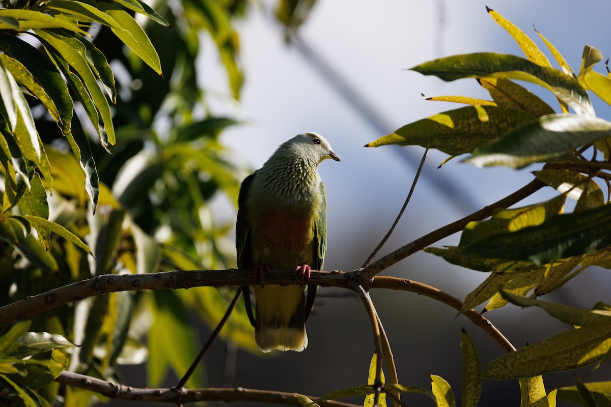 White-capped Fruit-Dove - Brett Monroe Garner