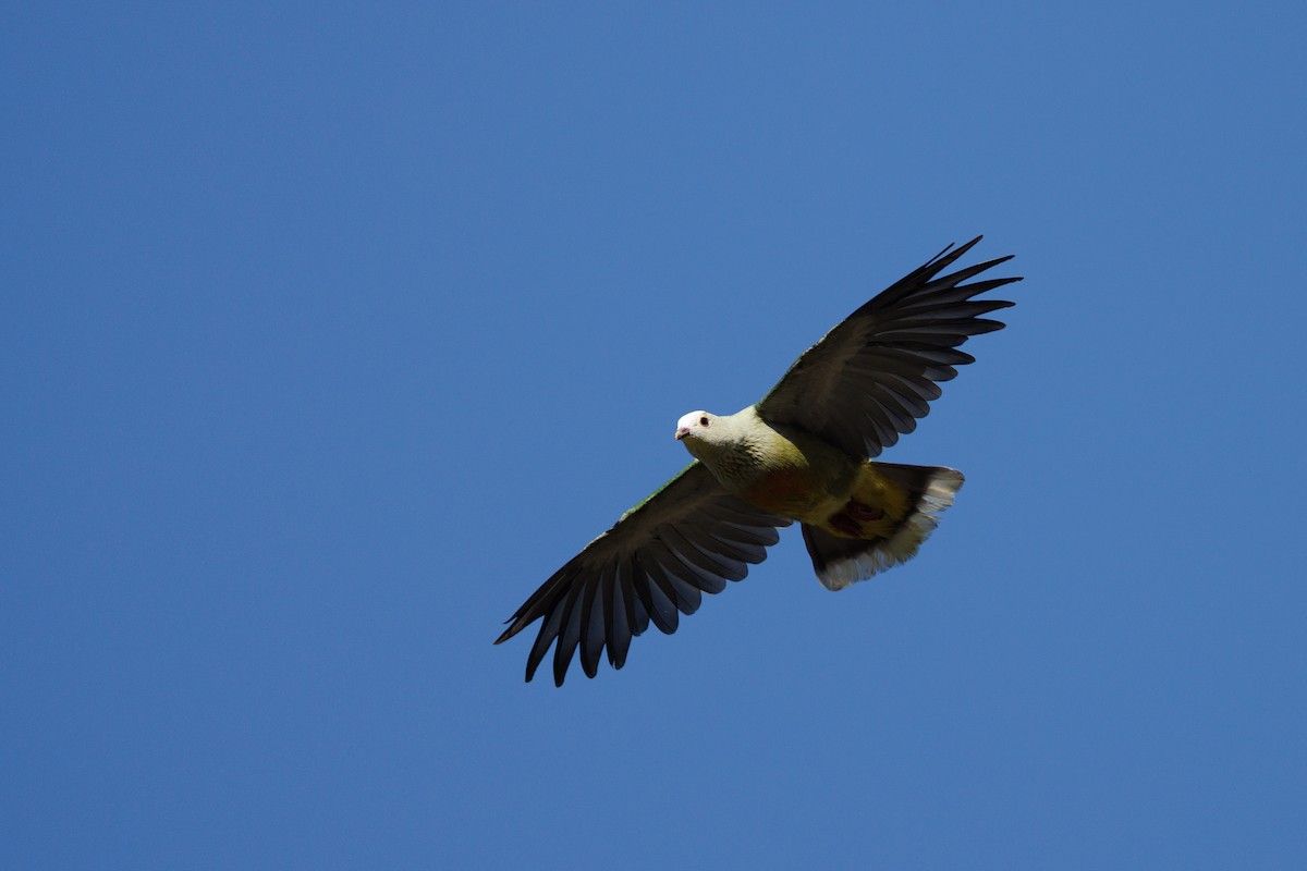 White-capped Fruit-Dove - ML455704561