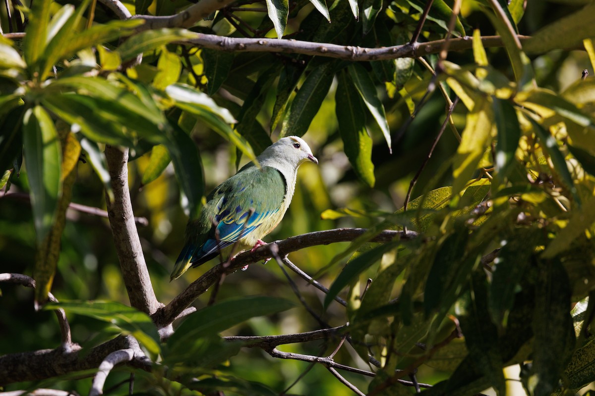 White-capped Fruit-Dove - ML455704581