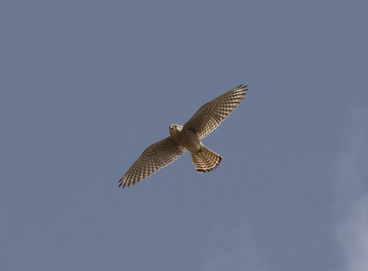 Eurasian Kestrel - ML455704611