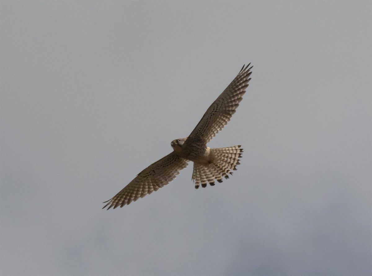 Eurasian Kestrel - Gary Rosenberg