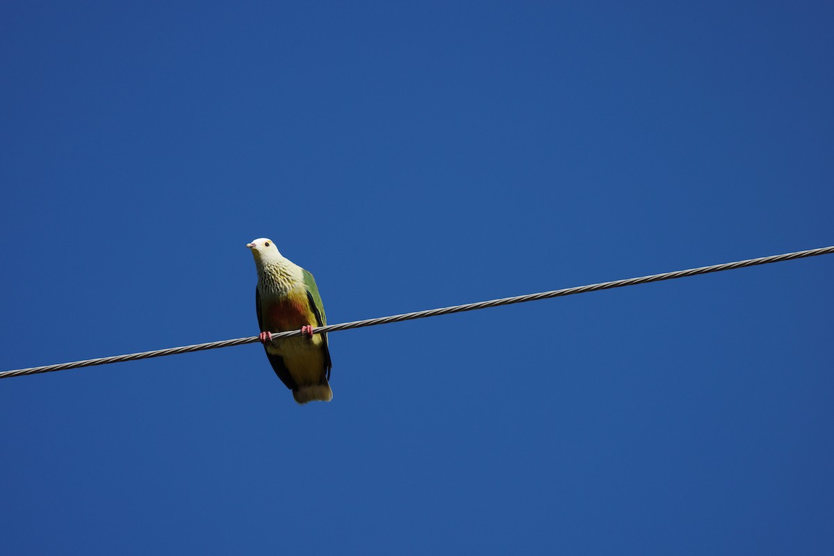 White-capped Fruit-Dove - ML455704741