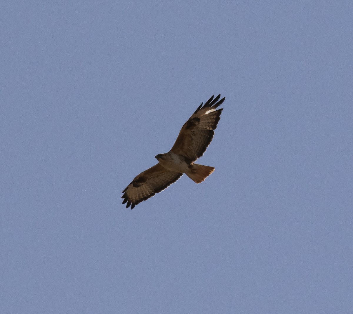 Long-legged Buzzard - ML455705261