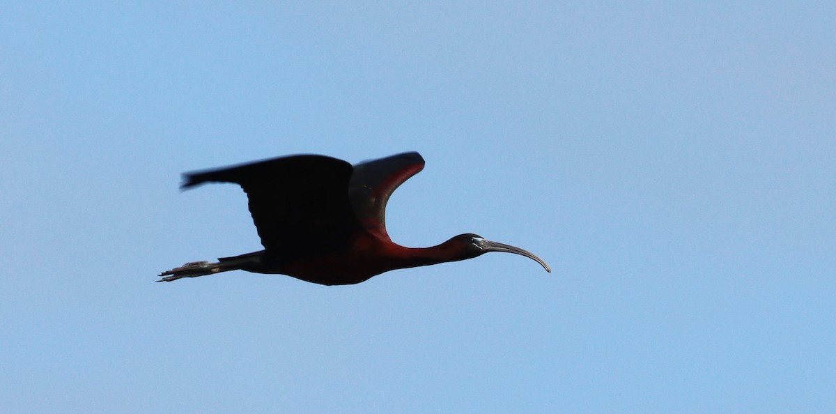ibis hnědý - ML455705541