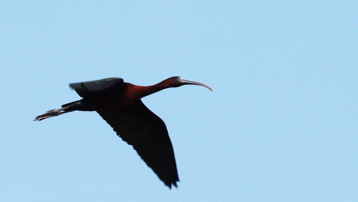 ibis hnědý - ML455705681