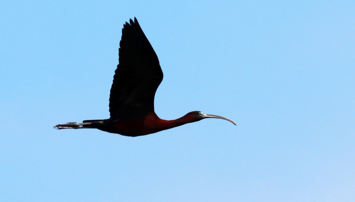 ibis hnědý - ML455705711
