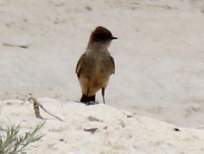 Say's Phoebe - ML455706271