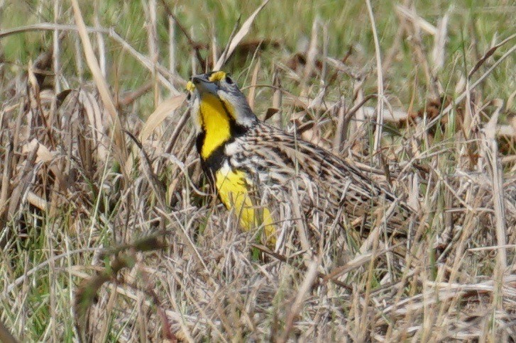 Eastern Meadowlark - ML45570651
