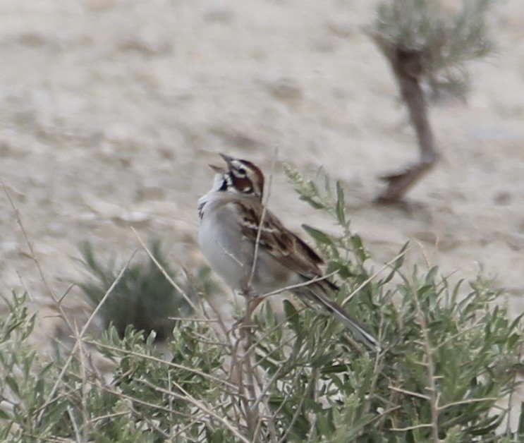 Lark Sparrow - ML455706631