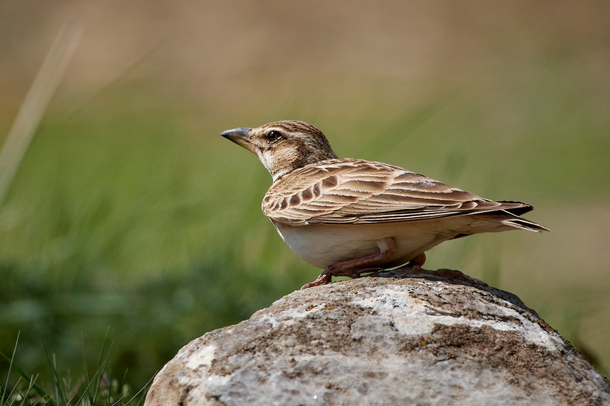 Bimaculated Lark - ML455708541