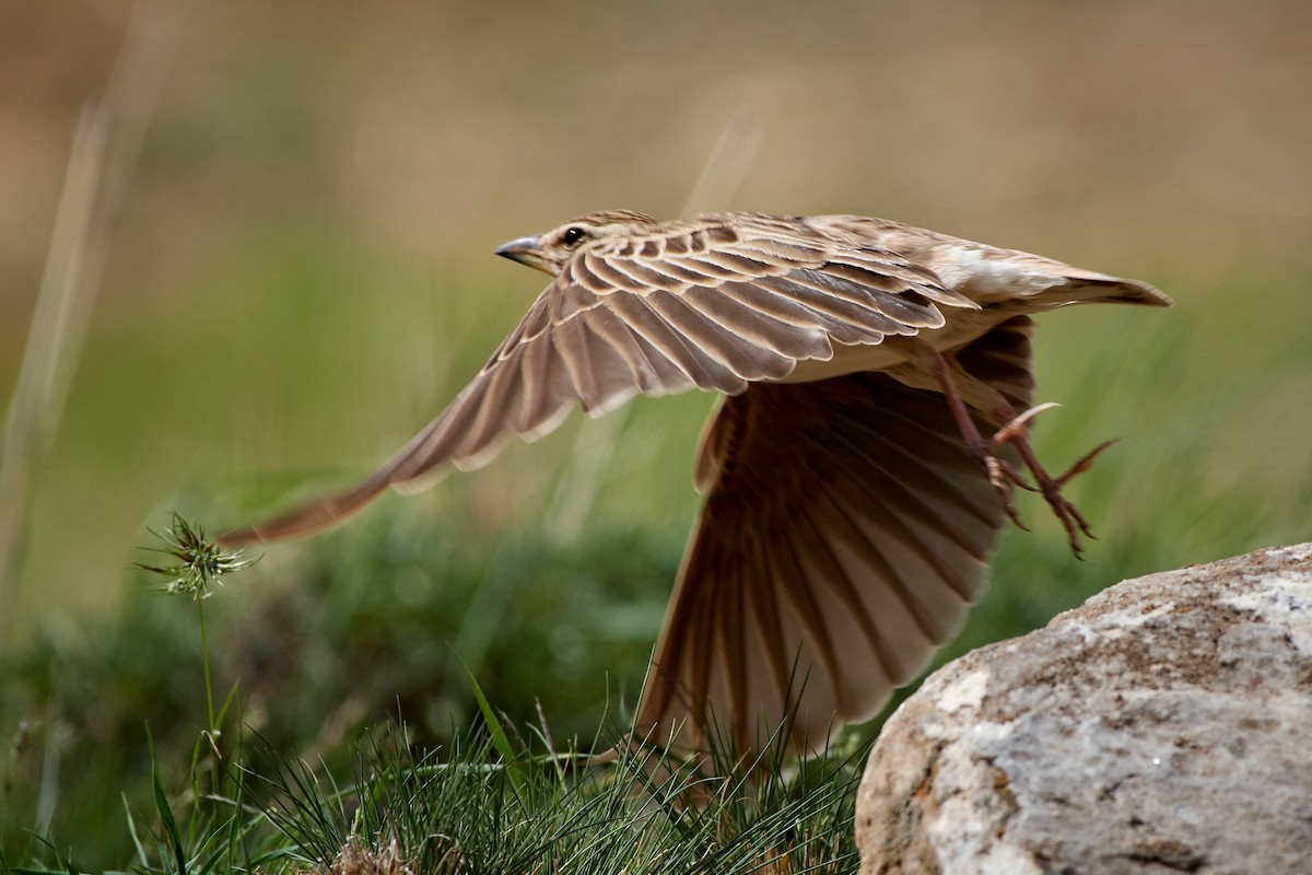 Bimaculated Lark - ML455708551