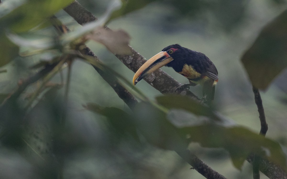 Collared Aracari - PATRICK BEN SOUSSAN