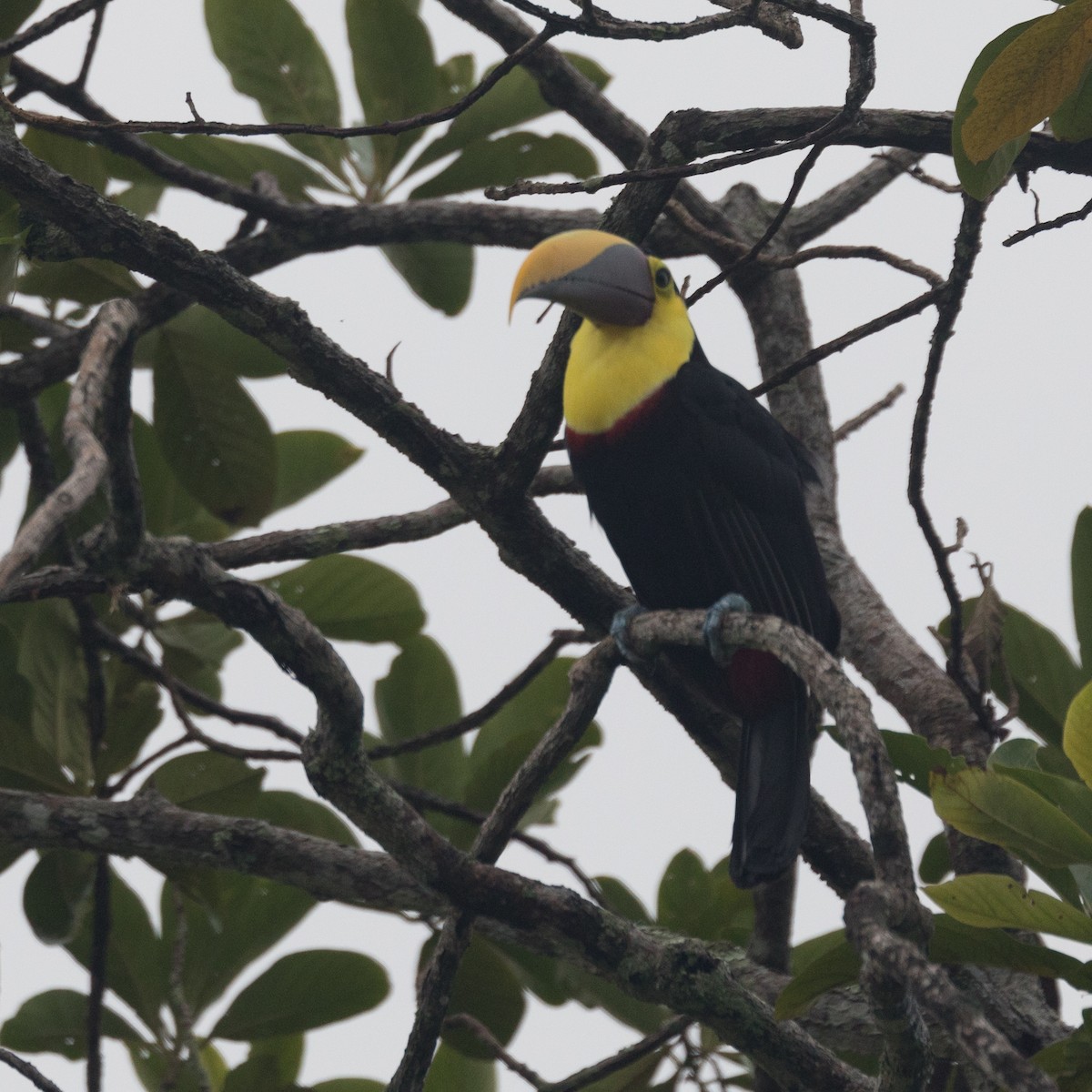 Yellow-throated Toucan - ML455709431